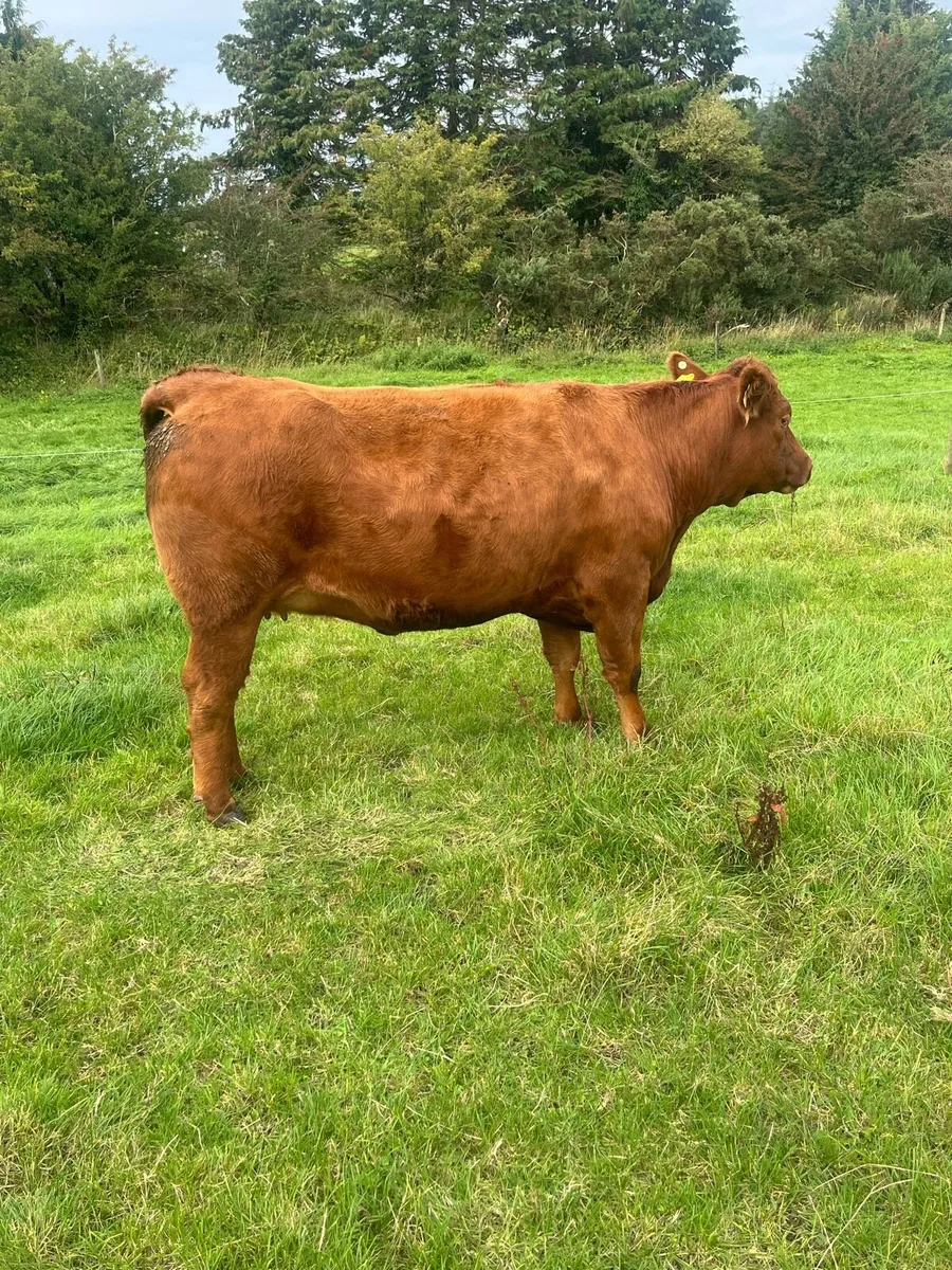 ***springer sale Castlerea mart*** - Image 3