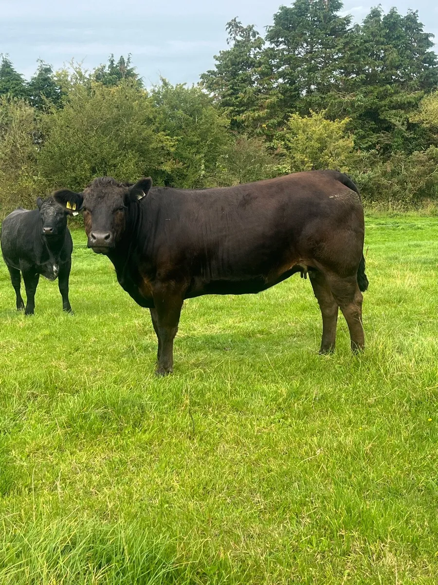***springer sale Castlerea mart*** - Image 1