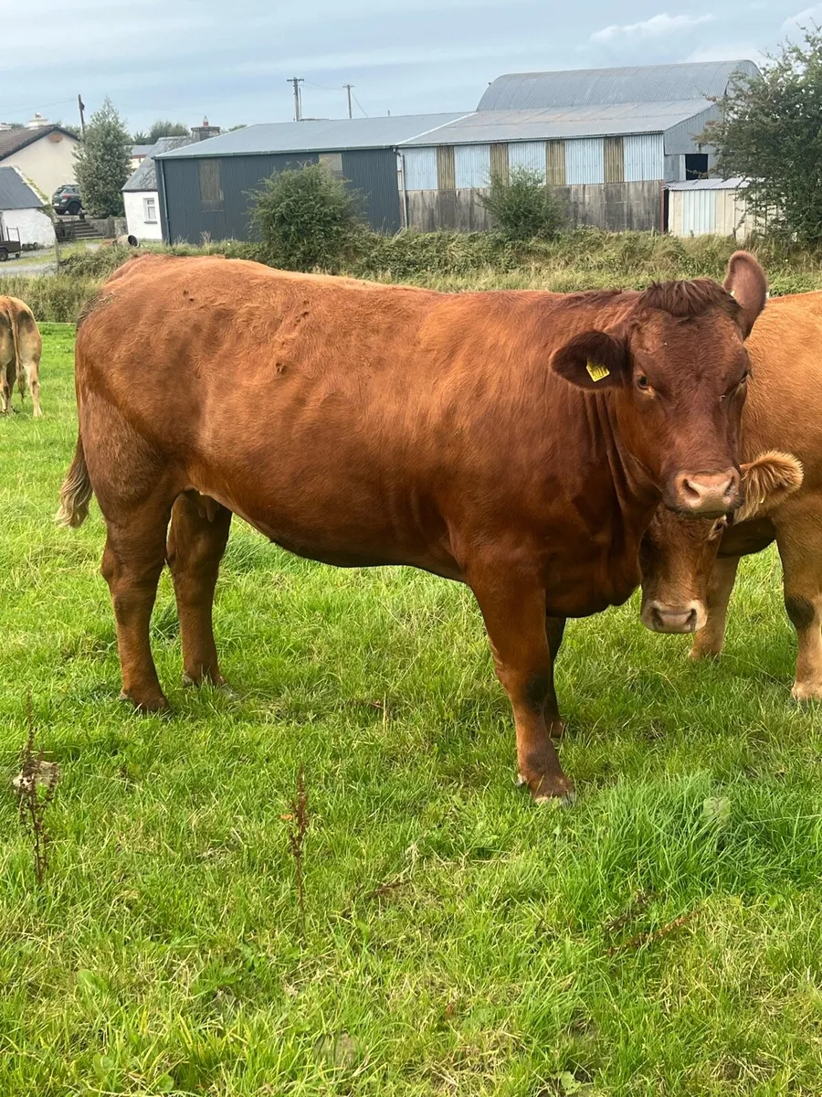 ***springer sale Castlerea mart*** - Image 4