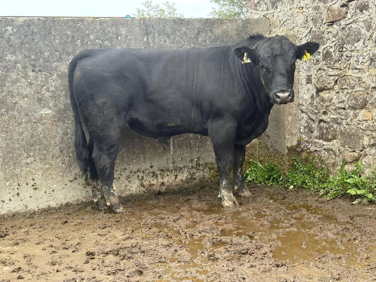 AA BULL - Image 3