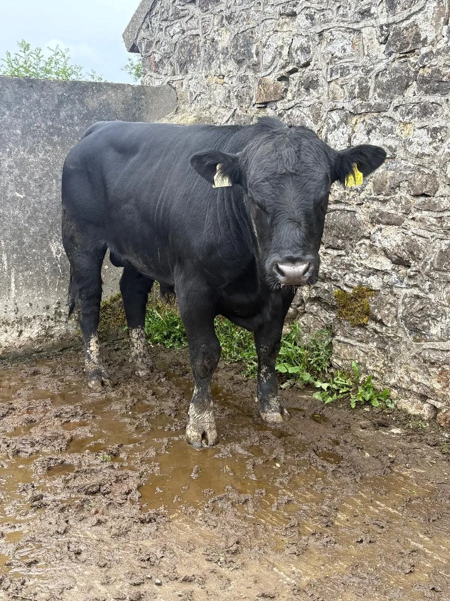AA BULL - Image 1