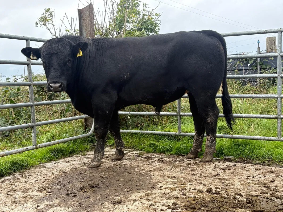 AA BULL - Image 2