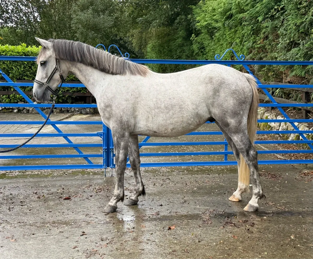 3yr old sport pony - Image 2