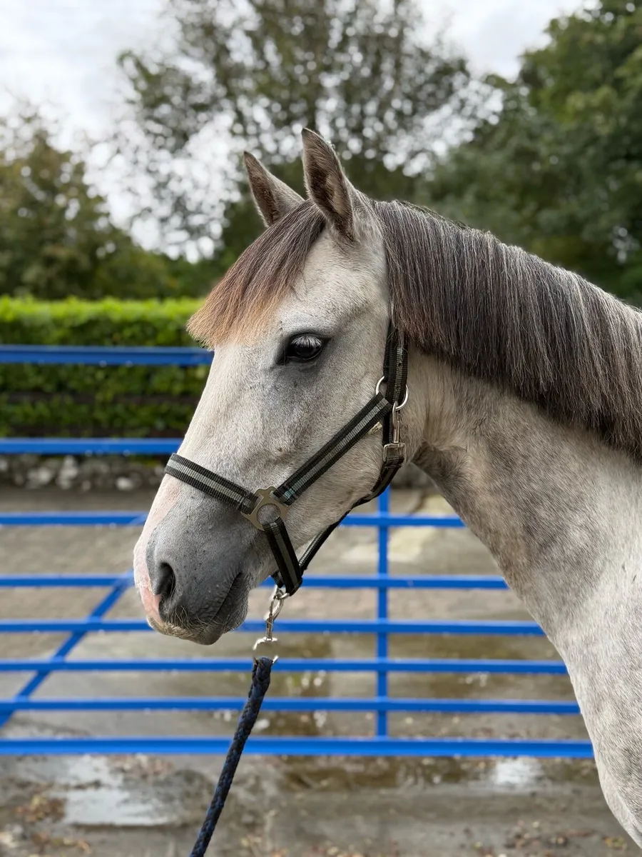 3yr old sport pony - Image 3