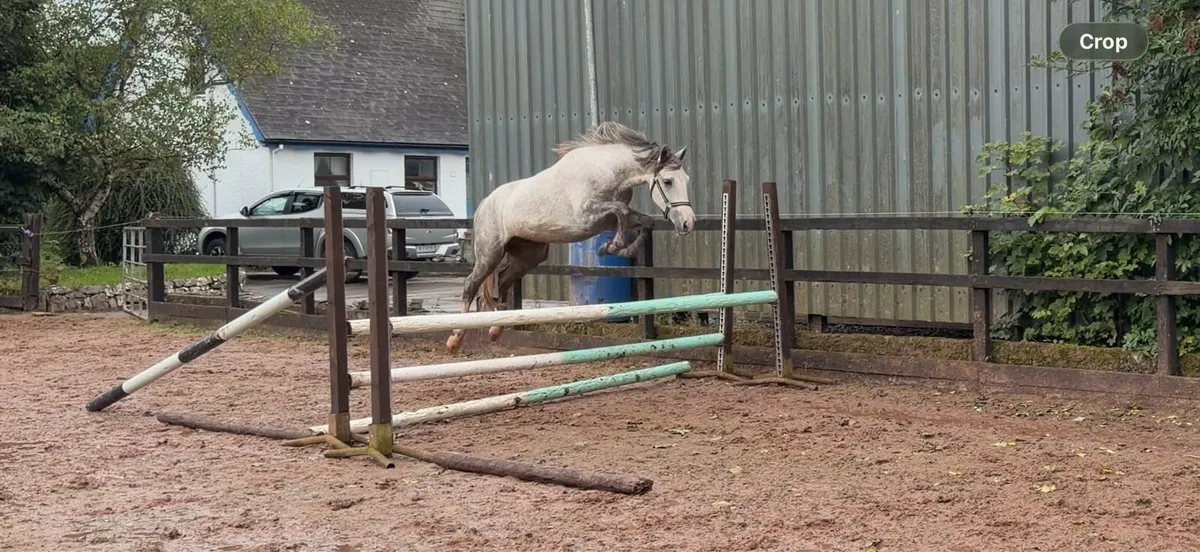 3yr old sport pony - Image 4