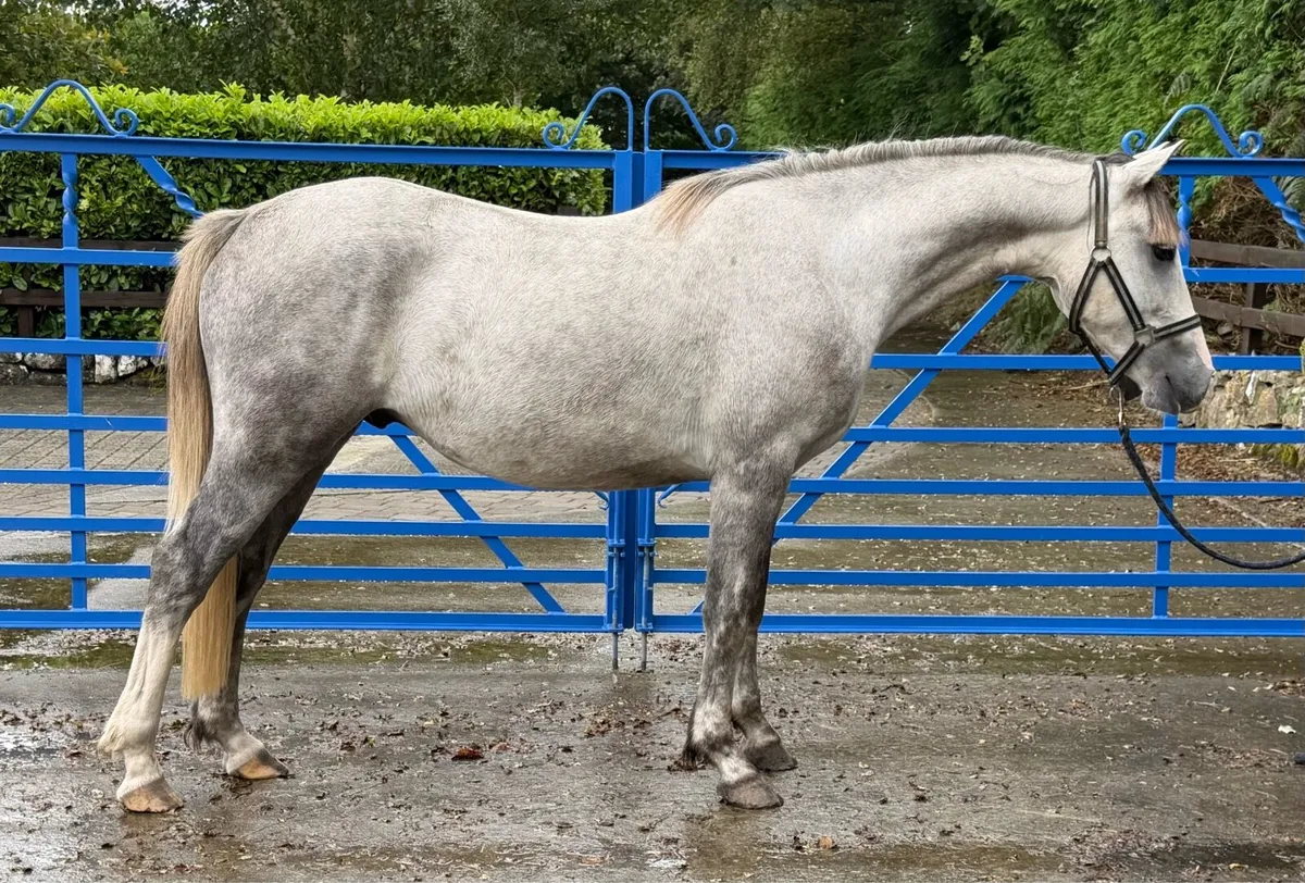 3yr old sport pony - Image 1