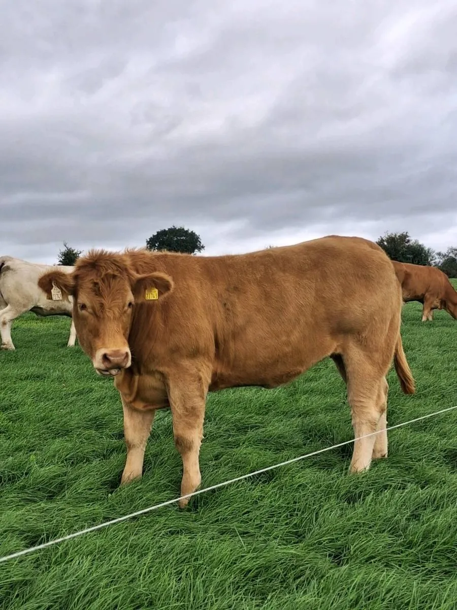 Bulling heifers - Image 1