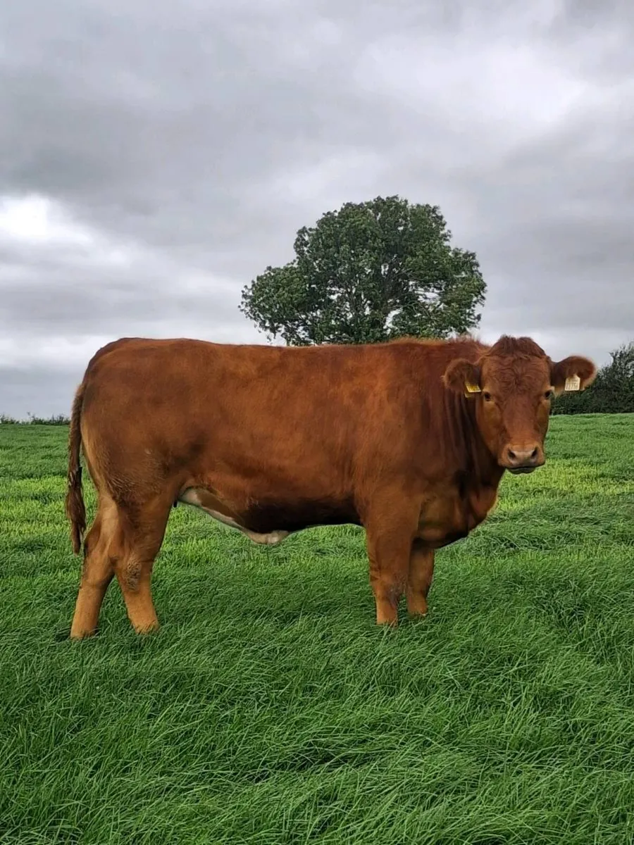 Bulling heifers - Image 2