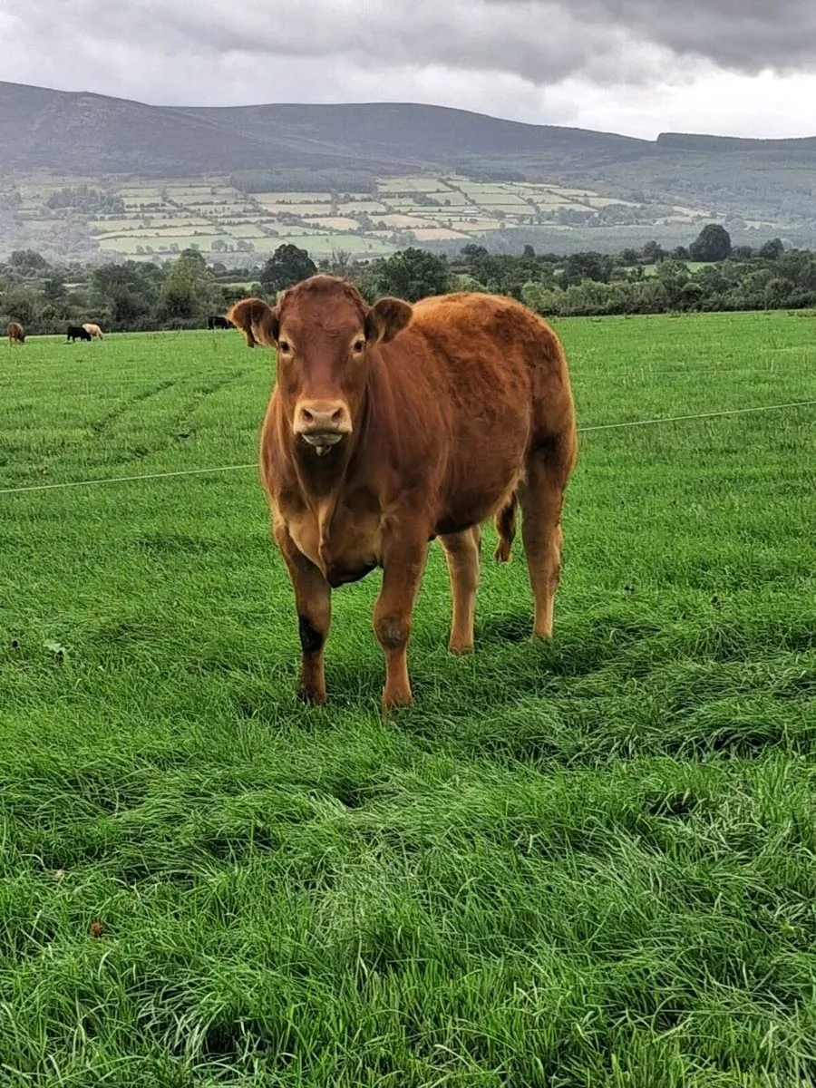 Bulling heifers - Image 3