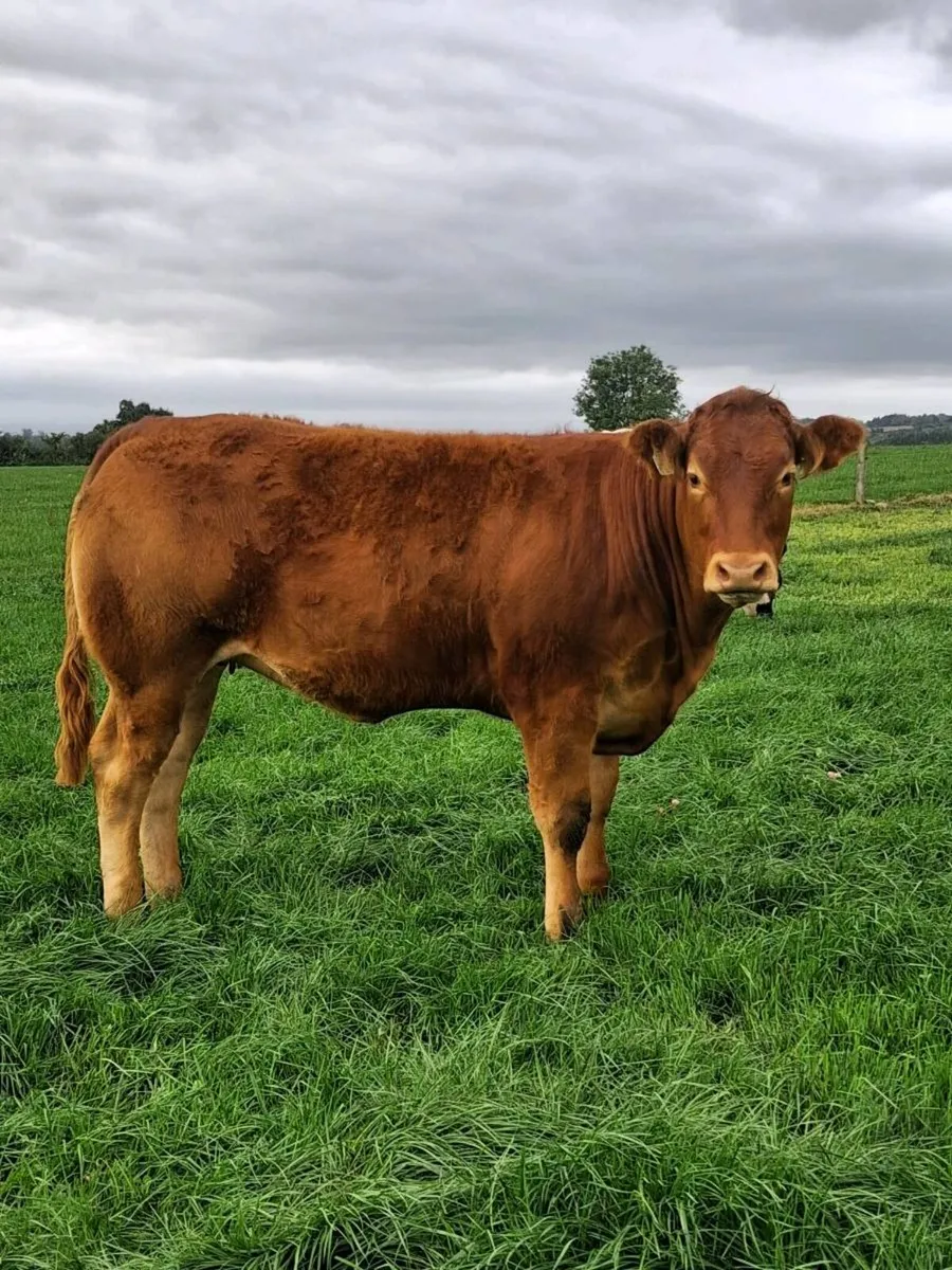 Bulling heifers - Image 4