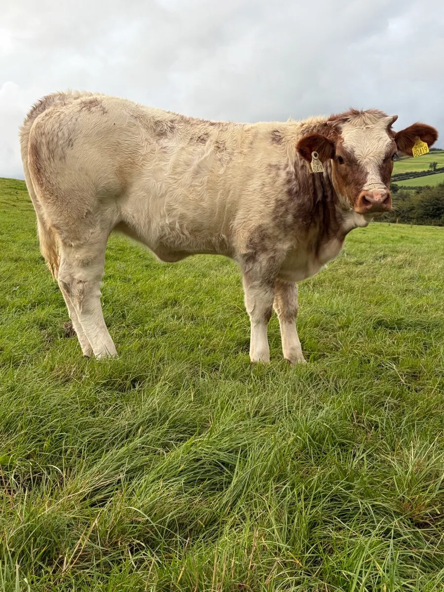 Weanling Heifers - Image 1