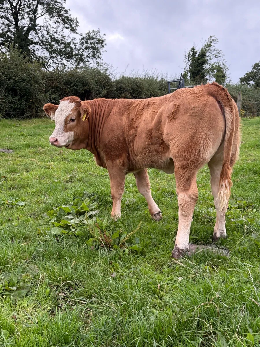 Weanling Heifers - Image 3