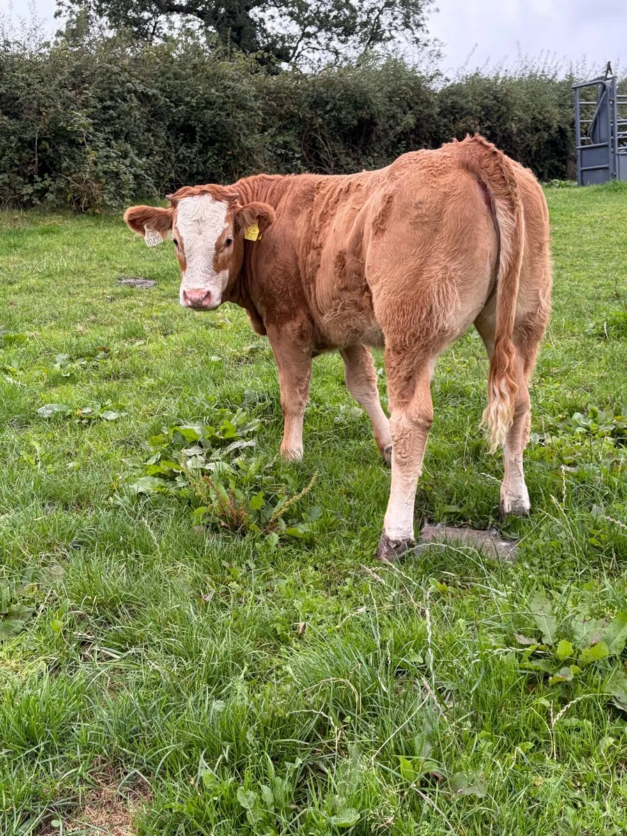 Weanling Heifers - Image 4