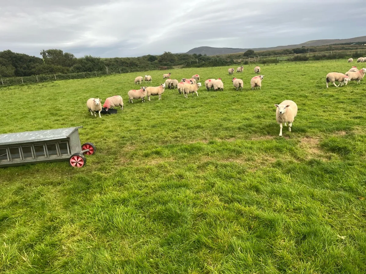 Lambs for sale - Image 4