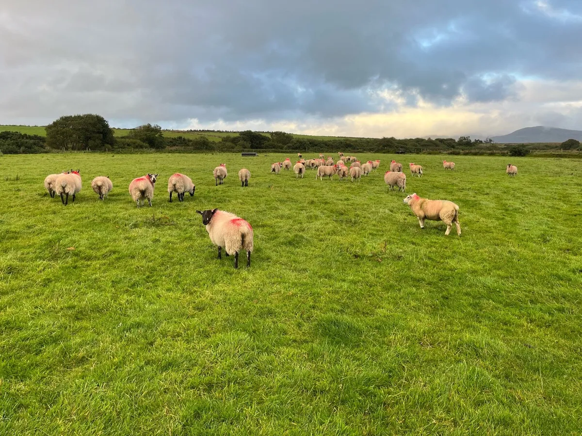 Lambs for sale - Image 2