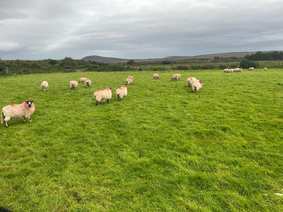 Lambs for sale - Image 3