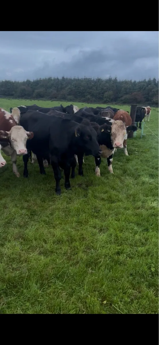 Store bullocks - Image 1