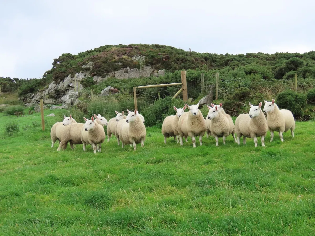 North Country & Wicklow Cheviots Ram Lambs - Image 4