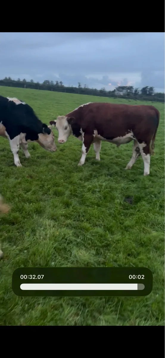 Store bullocks - Image 2