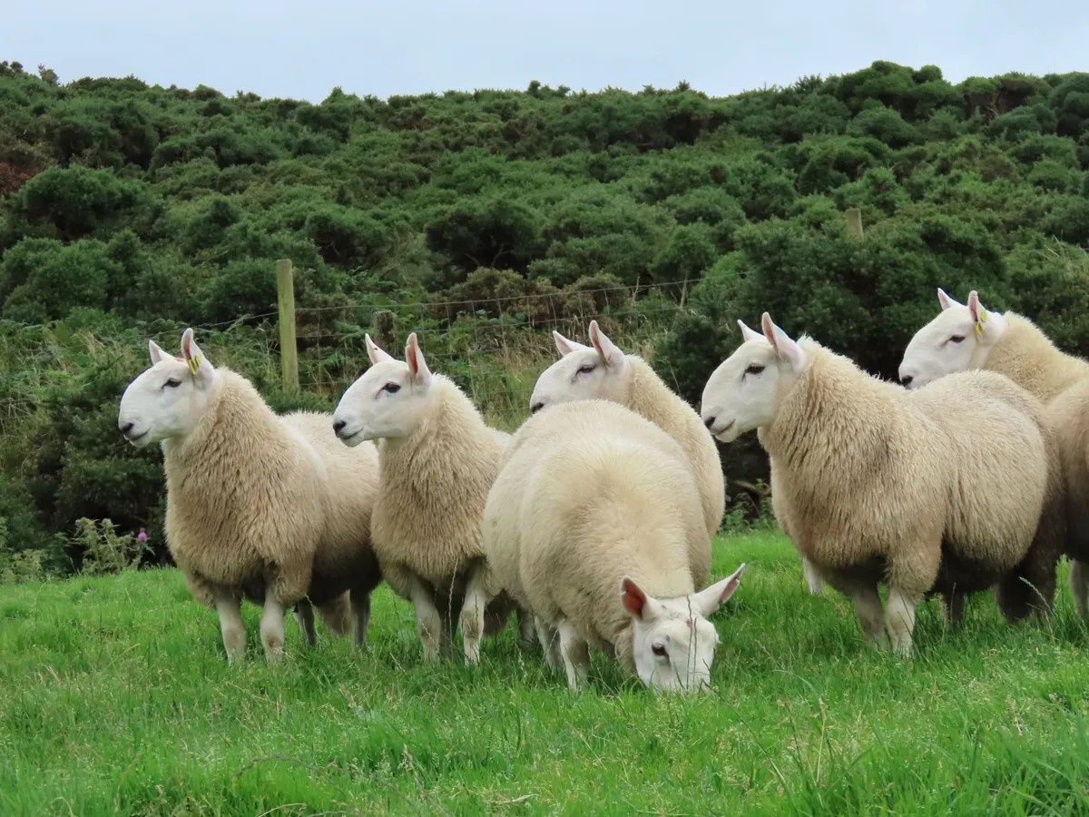 North Country & Wicklow Cheviots Ram Lambs - Image 2
