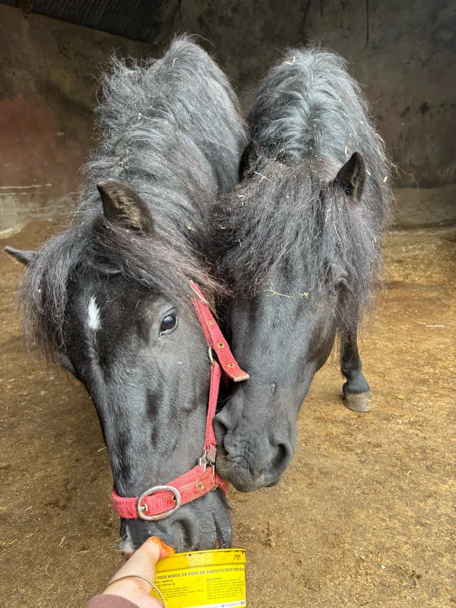 2 stunning black ponies - Image 1