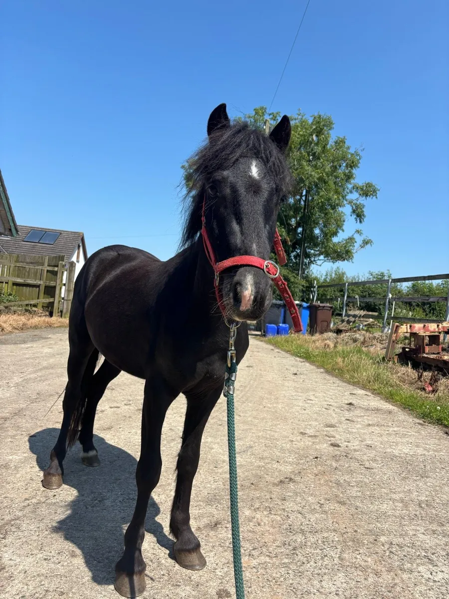 2 stunning black ponies - Image 2