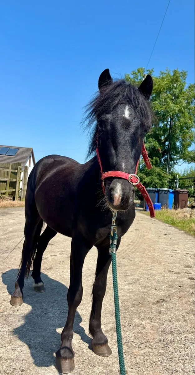 2 stunning black ponies - Image 3
