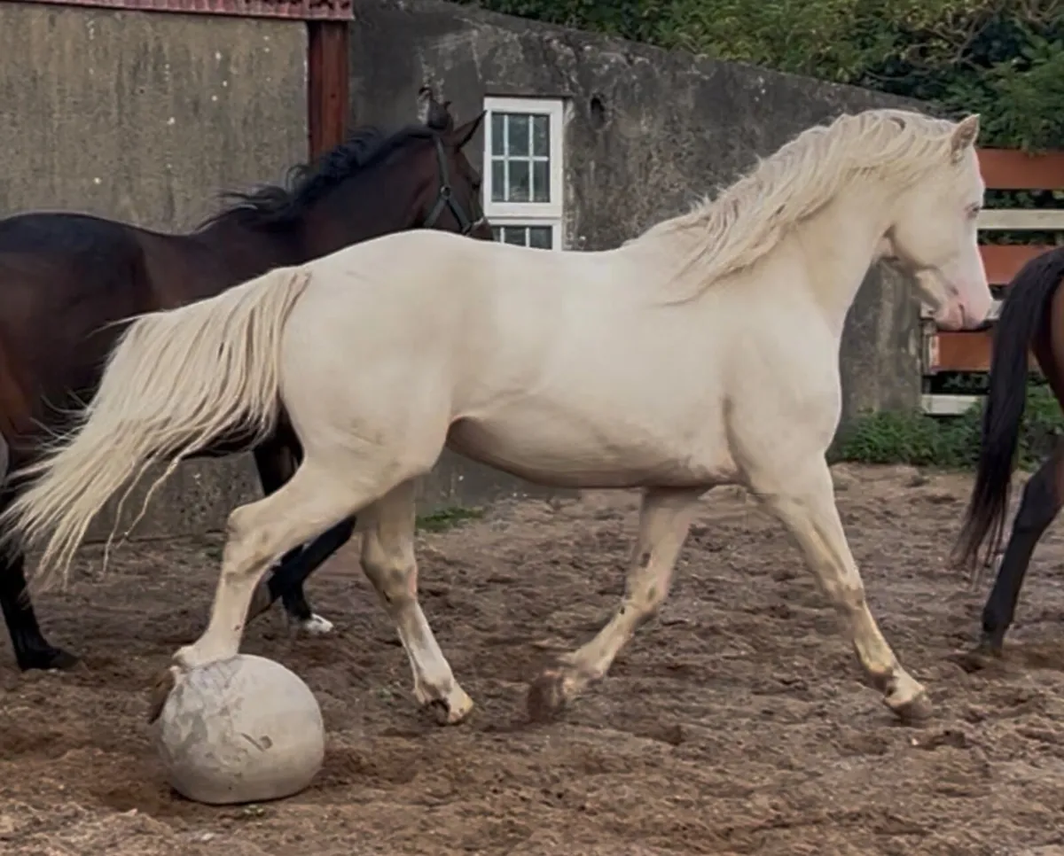 ❤️TWO IN FOAL MARES❤️ - Image 2