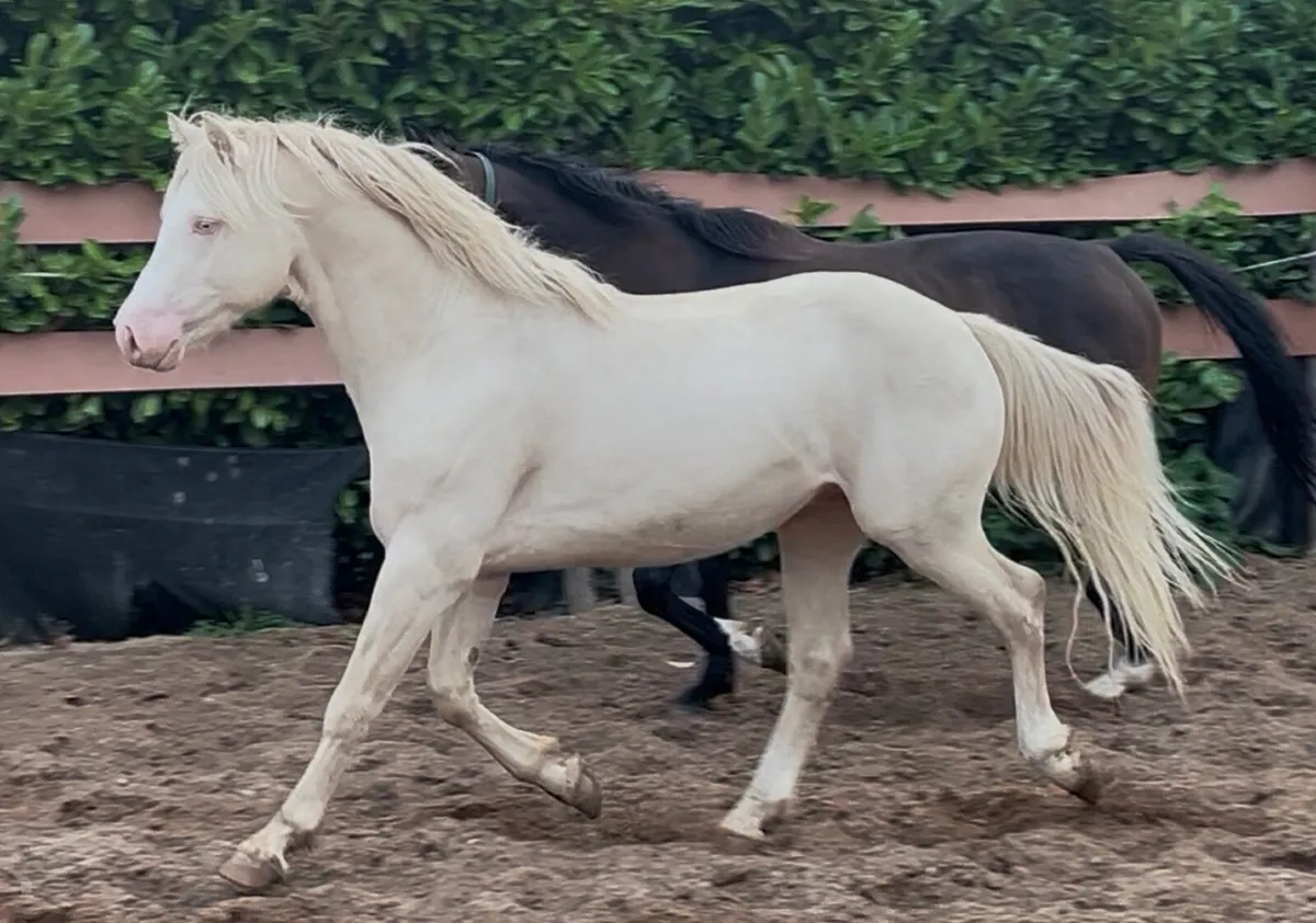 ❤️TWO IN FOAL MARES❤️ - Image 1