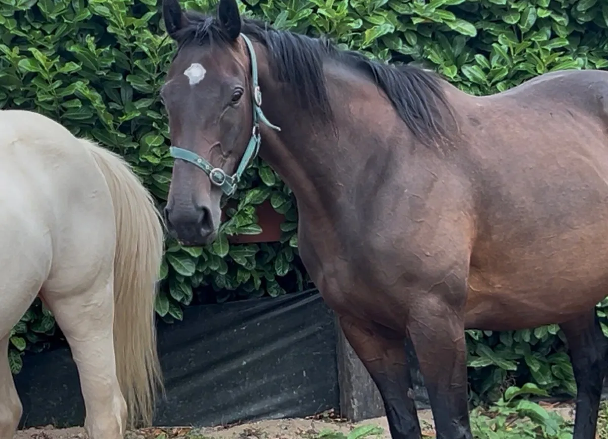 ❤️TWO IN FOAL MARES❤️ - Image 3