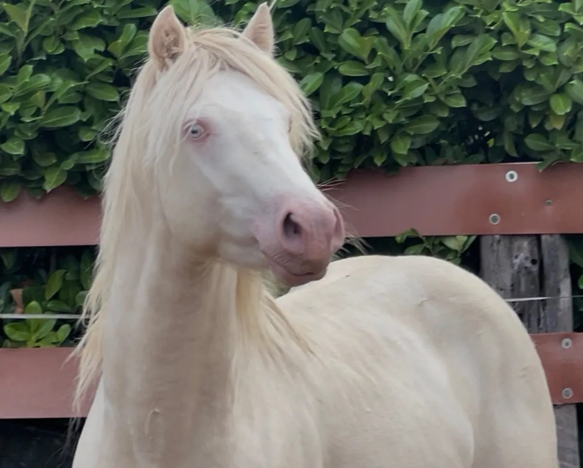 ❤️TWO IN FOAL MARES❤️ - Image 1