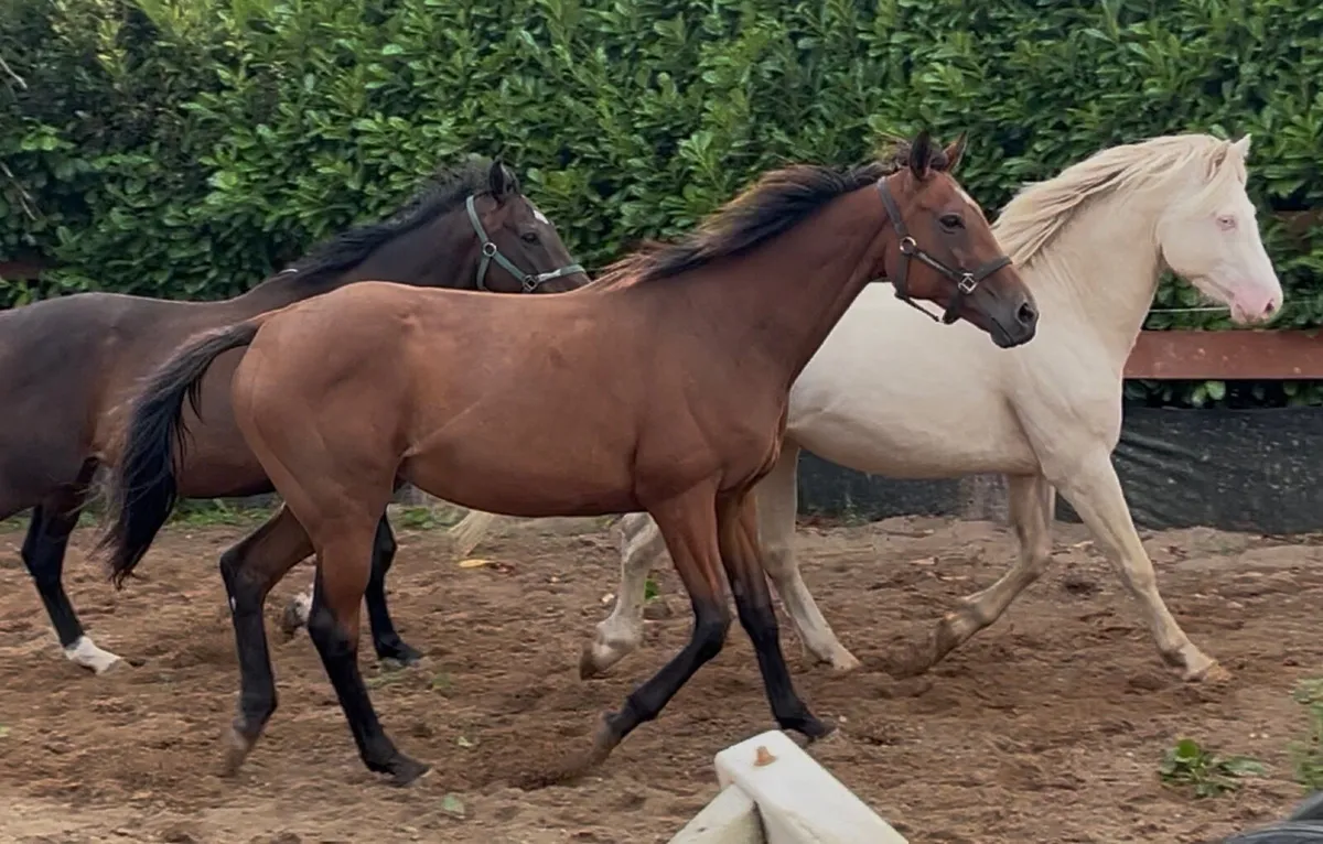 ❤️TWO IN FOAL MARES❤️ - Image 4