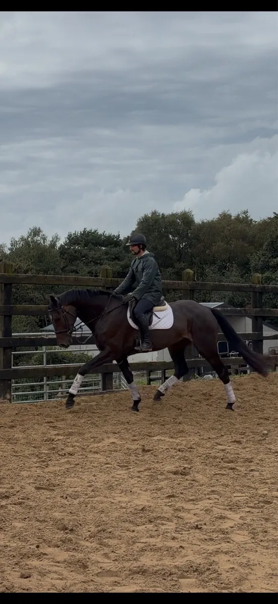 17h Watervalley cool Diamond / Luidam x Guidam - Image 1