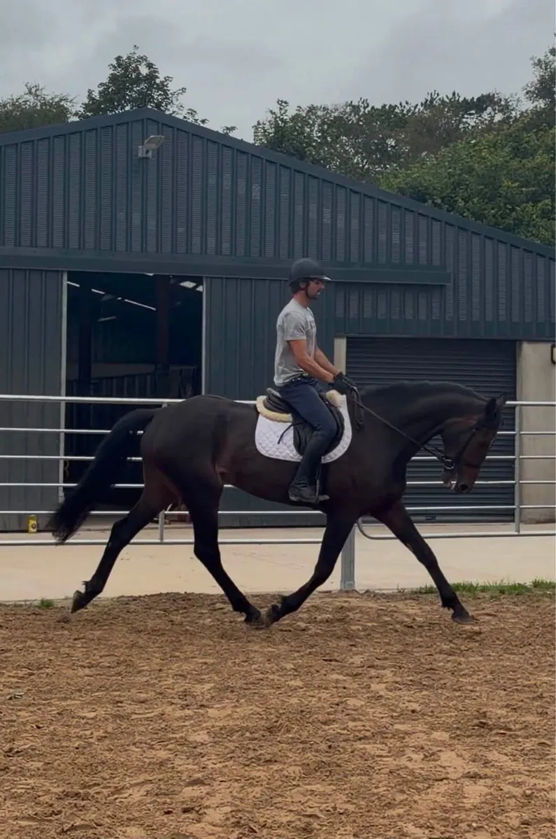 17h Watervalley cool Diamond / Luidam x Guidam - Image 3