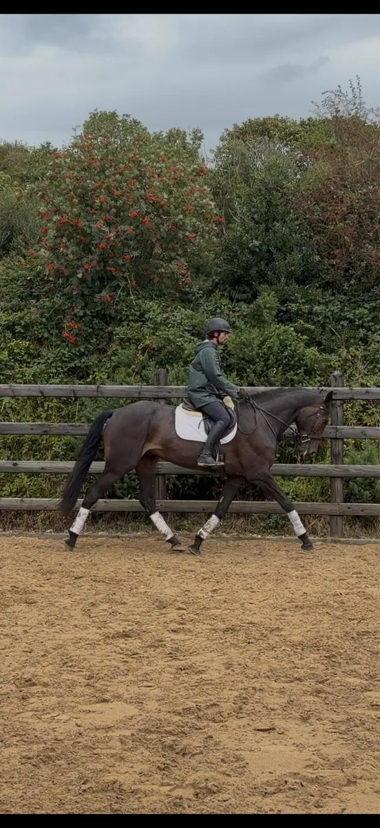 17h Watervalley cool Diamond / Luidam x Guidam - Image 2