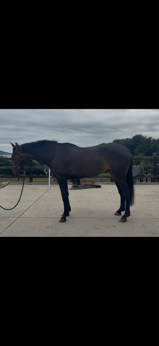 17h Watervalley cool Diamond / Luidam x Guidam - Image 4