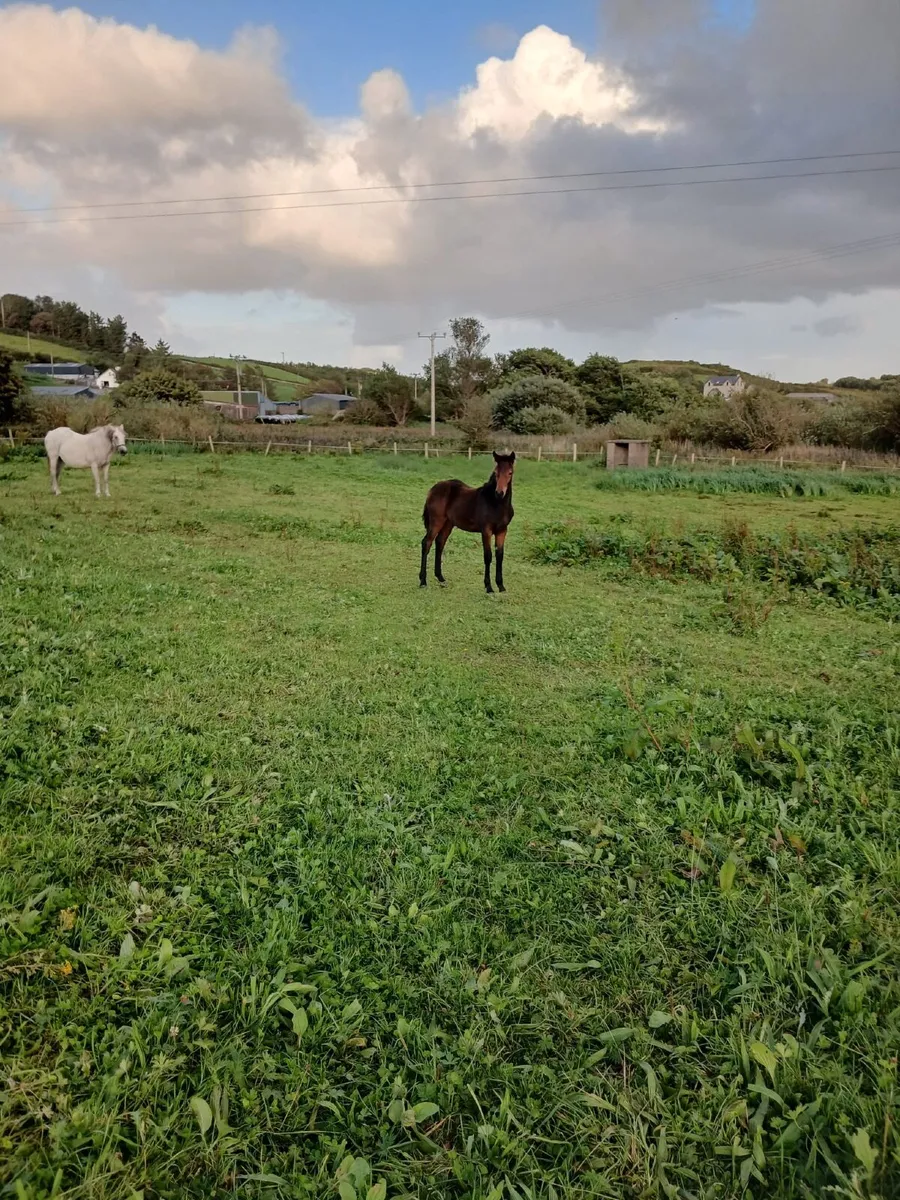 Connemara Colt Foal - Image 2