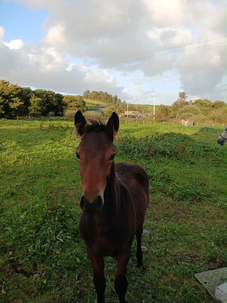 Connemara Colt Foal - Image 1