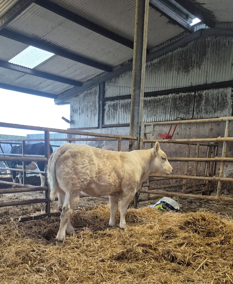 PBR Heifer - Image 2