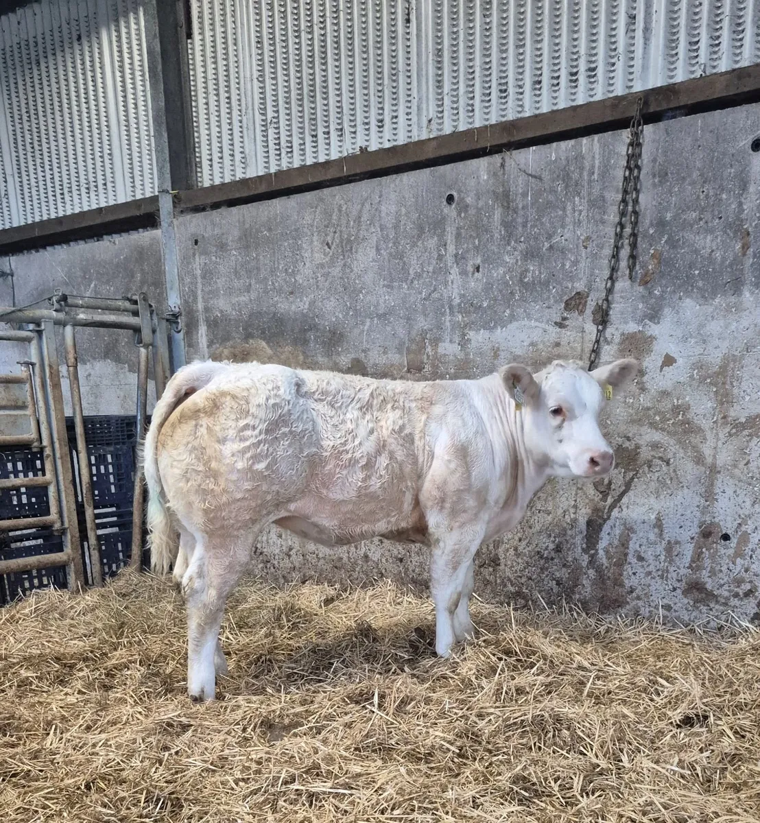 PBR Heifer - Image 1