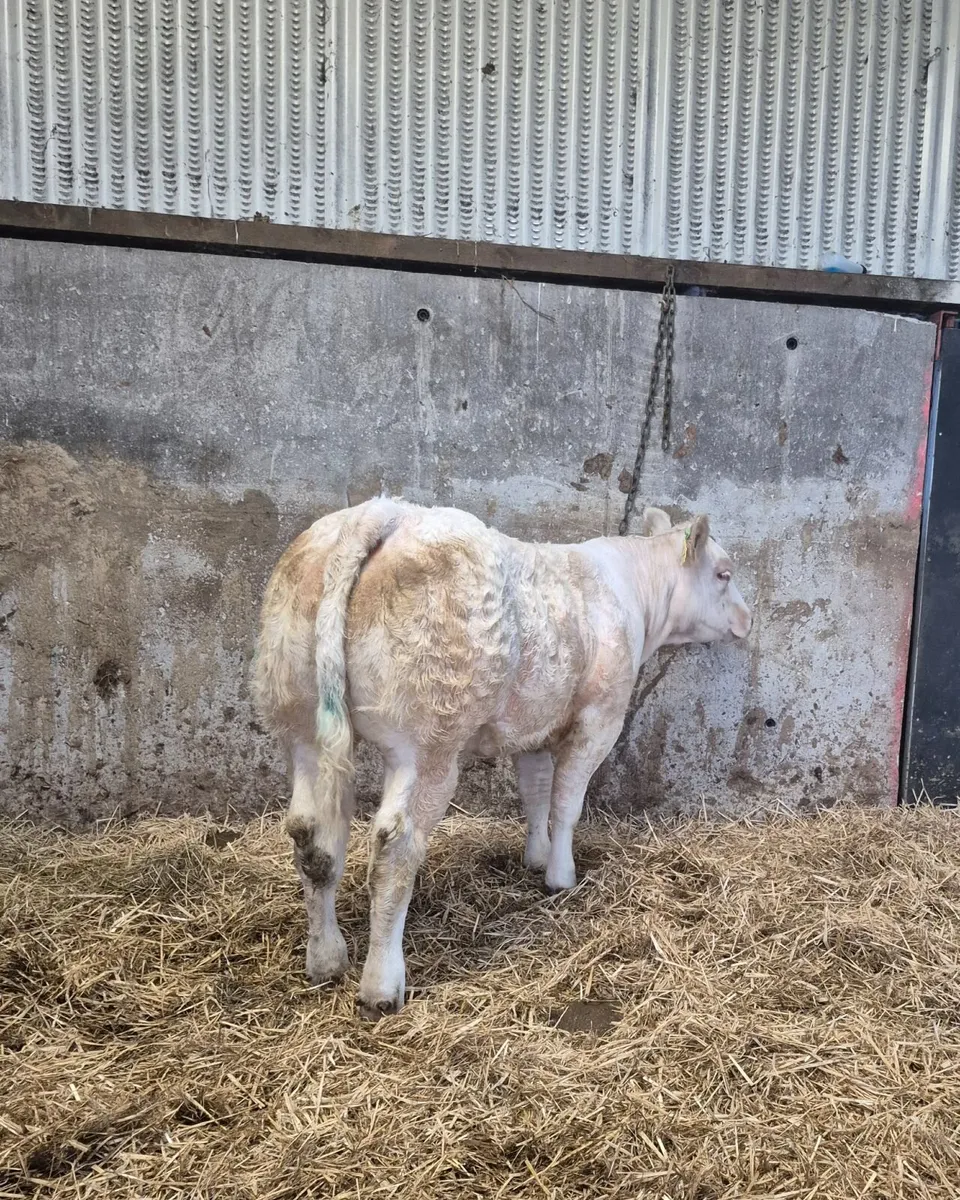PBR Heifer - Image 4
