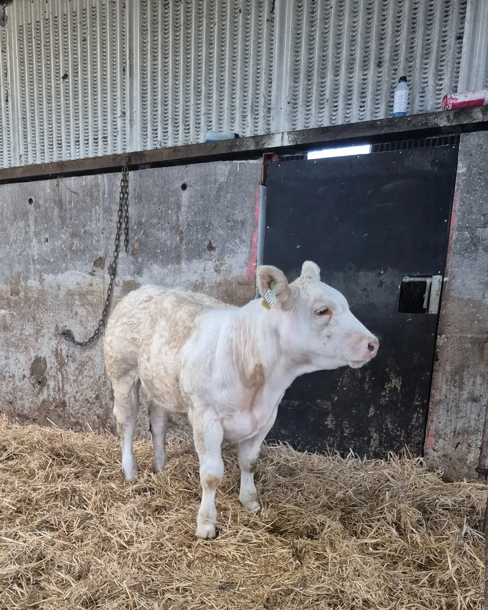 PBR Heifer - Image 3