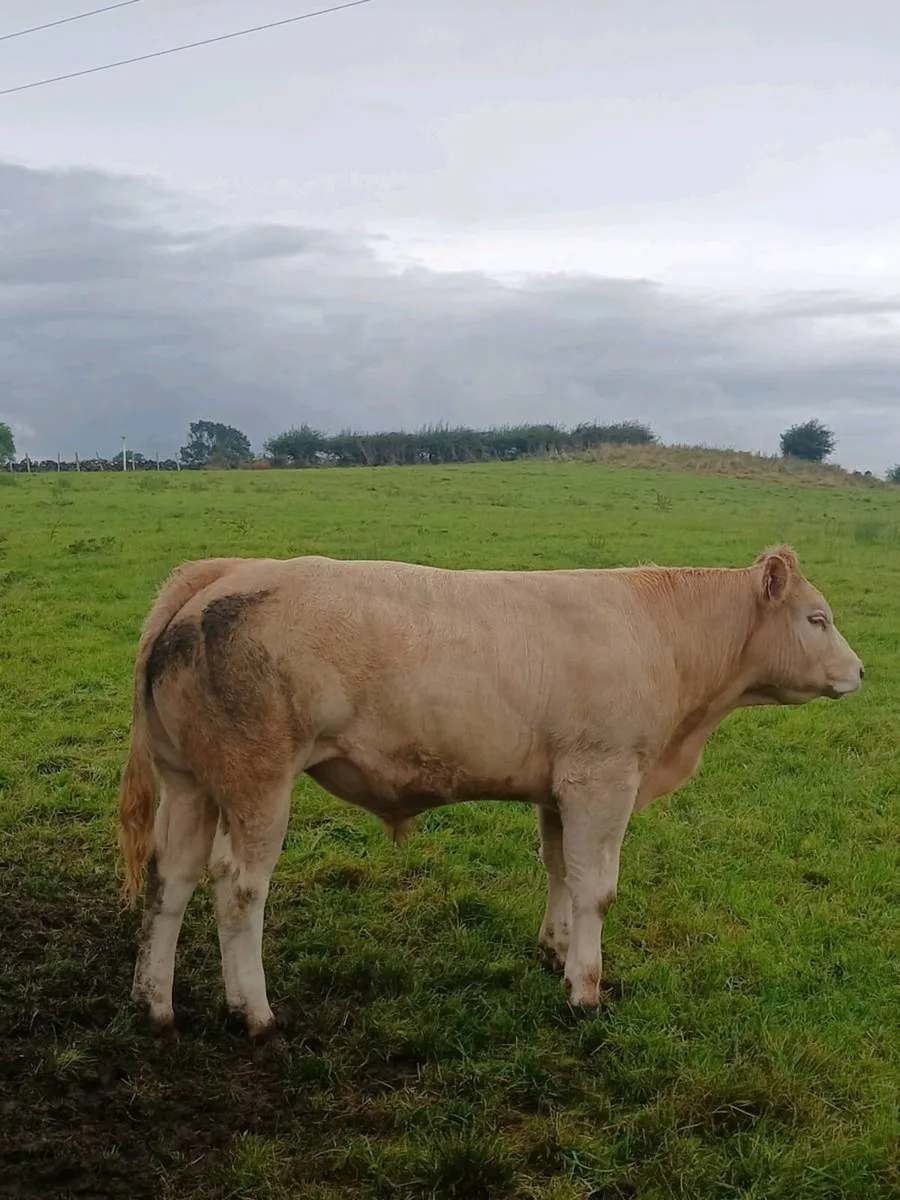 Charlaois Bullocks And Heifer For sale. - Image 3