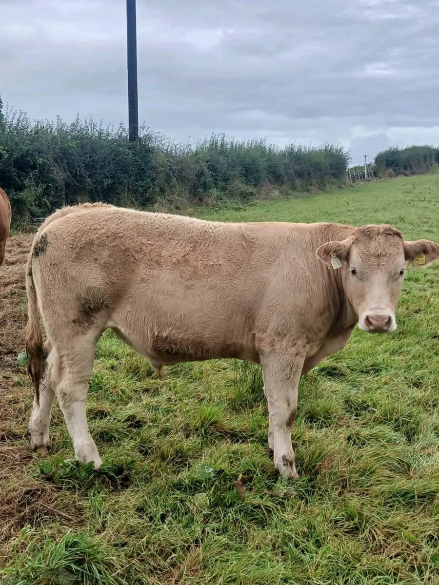 Charlaois Bullocks And Heifer For sale. - Image 4