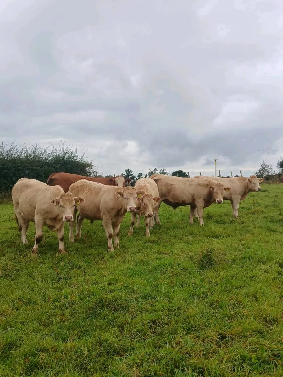 Charlaois Bullocks And Heifer For sale. - Image 1