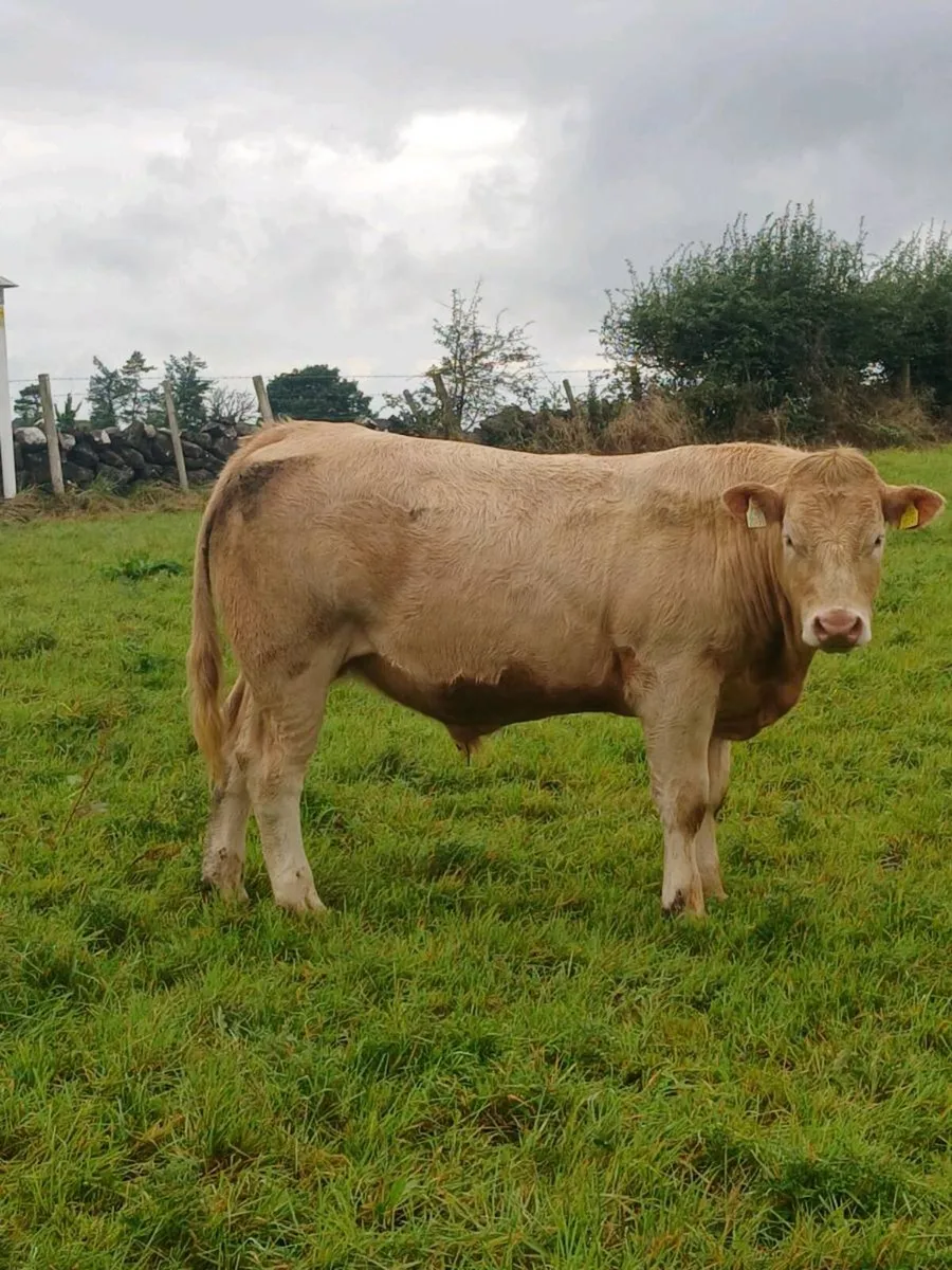 Charlaois Bullocks And Heifer For sale. - Image 2