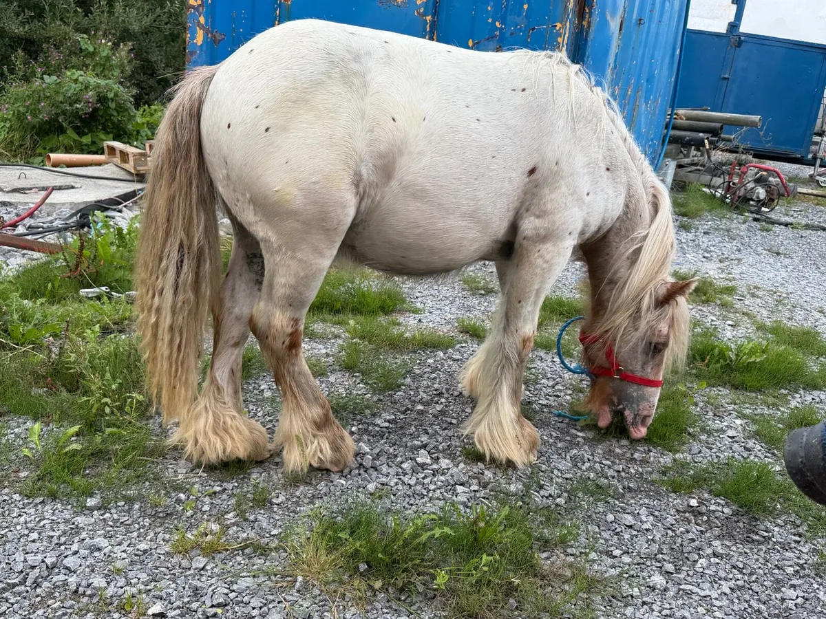 King pony for sale - Image 2