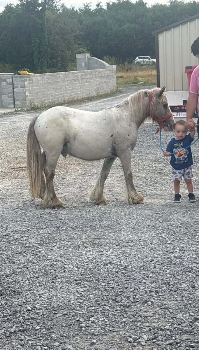 King pony for sale - Image 1