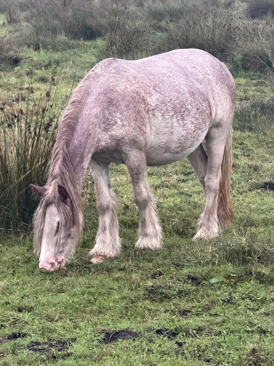 King pony for sale - Image 3