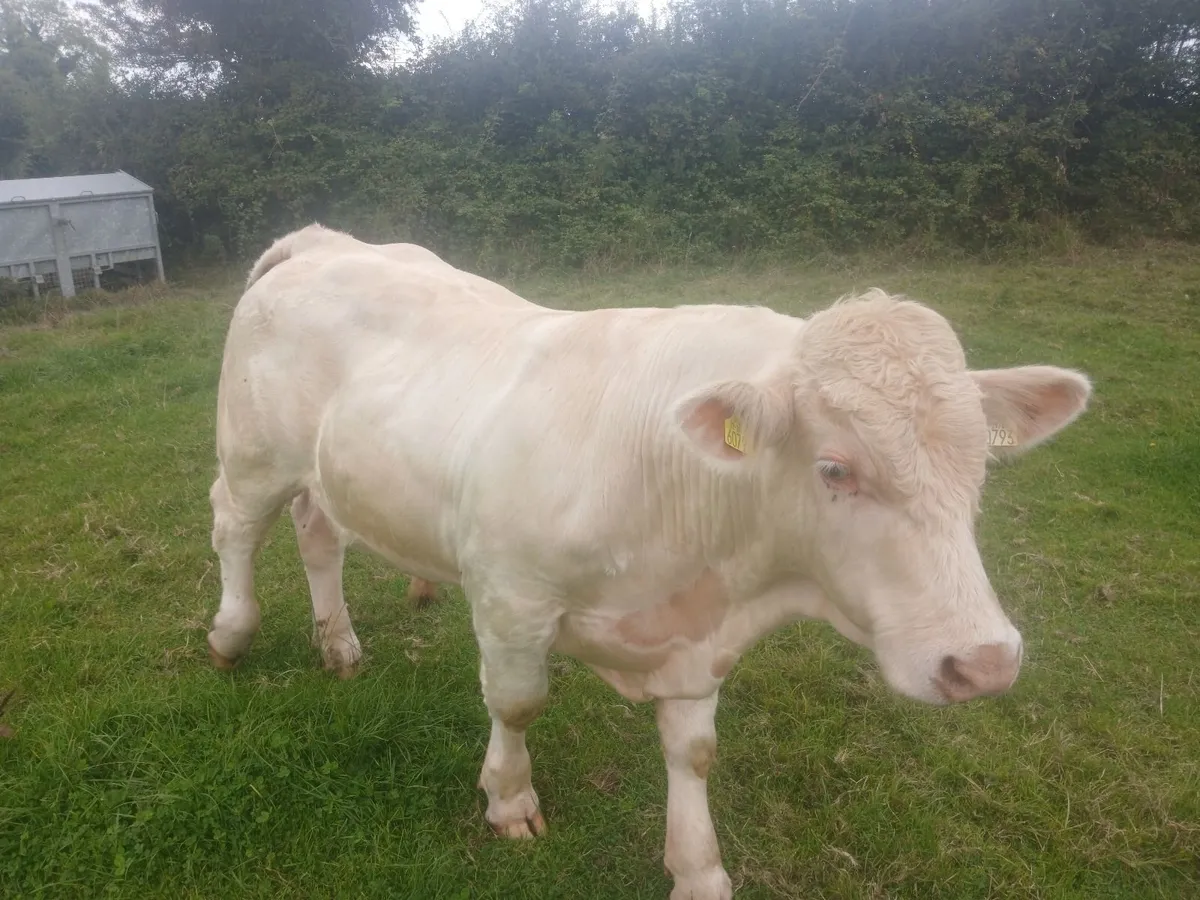 5* PBR Charolais Bull - Image 1